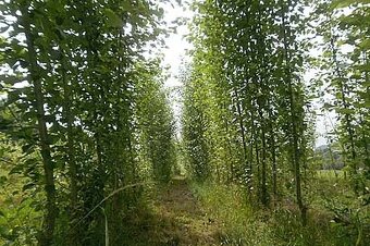 Japonský topoľ - 3