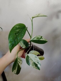 Epipremnum pinnatum marble - 3