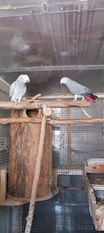 Žako kongo - 3