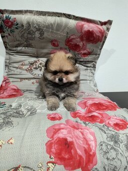 Špic typ pomeranian - 3