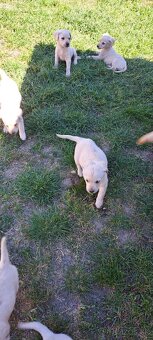 Steniatko labrador - 3