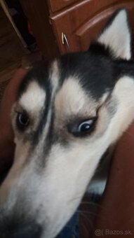 Predám sibirsky husky - 3