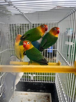 Agapornis fisher chovne pary - 3