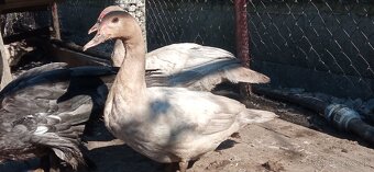 Pižmové kačice - 3