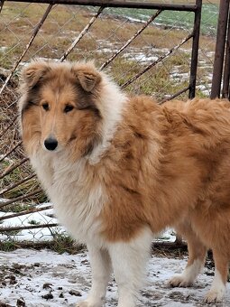 Kólia dlhosrstá - 3