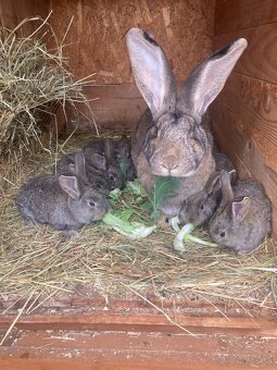 Zajace,kraliky,belgicky obor - 3