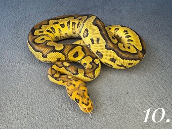Predam mláďatá Python regius 2024 - 3