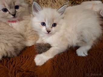 Ragdoll kocurik - 3