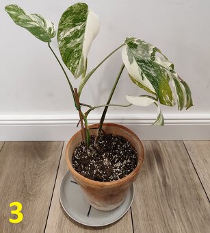 Monstera albo Variegata - 3
