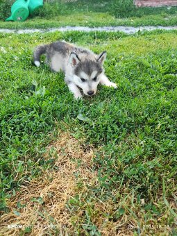 Sibírsky husky šteniatka na predaj - 3