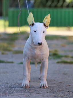 Bullterrier, Bullterier, Bulterier - 3