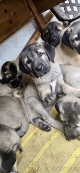KANGAL - štěňata již K ODBĚRU, iba sučky - 3