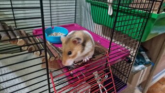 Škrečok sirsky, zlatý - 3