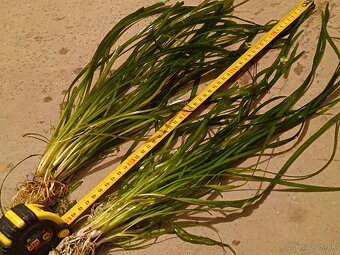 Vallisneria americana - trs 8-10 koreňov - 3
