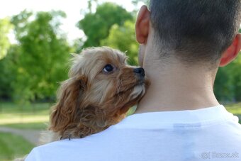 Cavapoo - 3