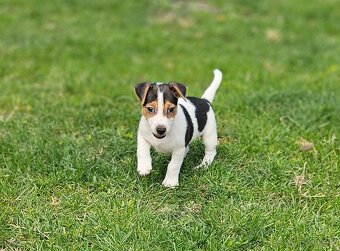 Jack russel terier - 3