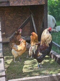 Kmeň araucana 4+1 - 3