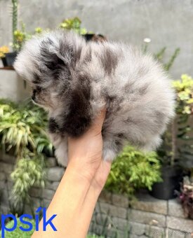 Pomeranian mini - 3