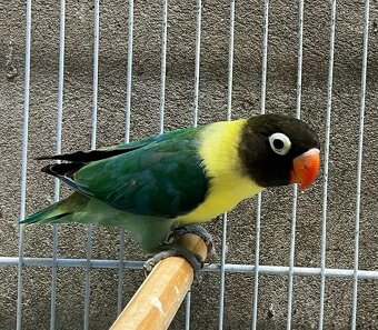 Agapornis škraboškovy - 3