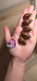 Slimák africký - 3