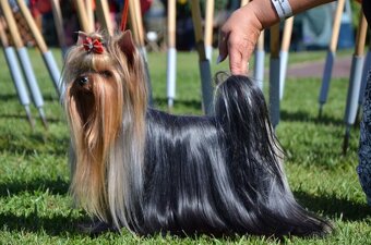 Yorkshire terrier, York šteniatka s PP - 3