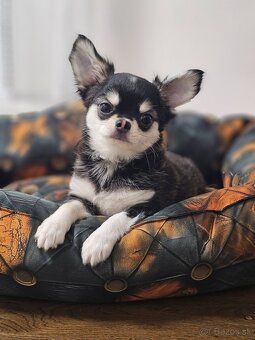 Civava dlhosrstá s PP rodokmen - 3