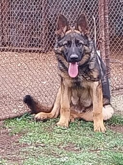 Predám nemeckého ovčiaka - 3