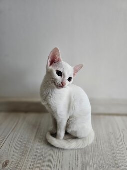 Ruská modrá mačka v bielej variante - 3