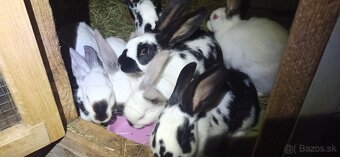 Predam mladé 3 mesačne krížence - 3