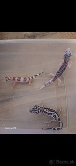 Gekončik nočny - 3