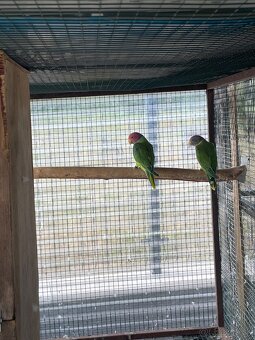 Alexander červenohlavy - 3