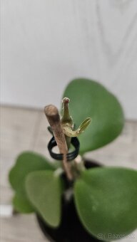 Hoya kerrii - srdiečkovy "kaktus", voskovka, sukulent - 3