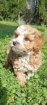 Mini maltipoo - 3