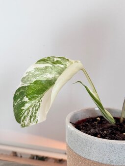 Monstera Albo - 3