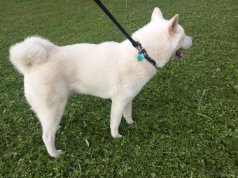 Akita na krytie - 3