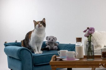 ZUZKA hľadá domov - 3