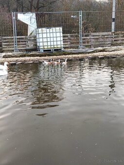 Indický bežec srnčí sedlatý - 3