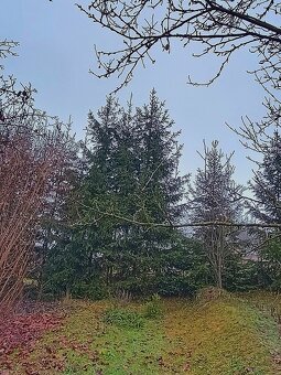 Vianočný stromček - smrek. - 3