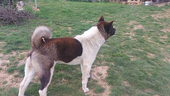 Americká akita - 3