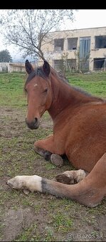 Predám kobylku - 3
