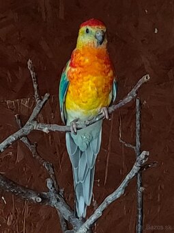 Papagáj spevavy - 3