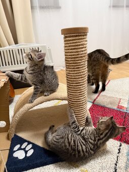 Darujem kocurika - 3