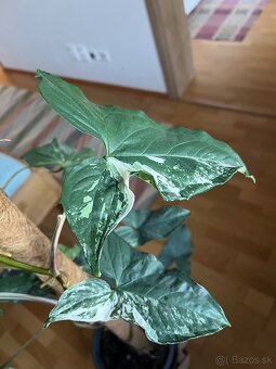 Velke syngonium stopkatoliste albo varieta - 3