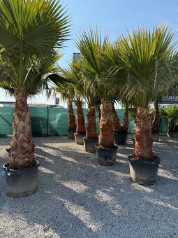 Washingtonia robusta - 3