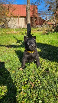 nemecký ovčiak šteniatka - 3