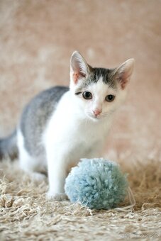 ❤ Barney - milučký, zlatý, nekonečne hravý - 3