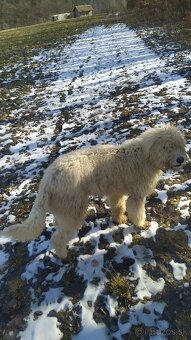 Mladý Komondor - 3