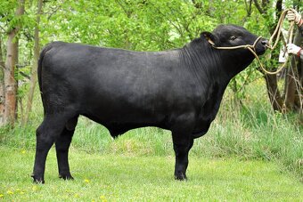 Angus plemenný býk - 3
