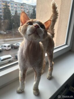 Dvojročný kocúrik plemena Devon rex si hľadá nový domov - 3