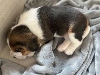 Štěně beagle s pp - 3
